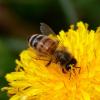 Пчелы Как называют молодых пчел по английскому